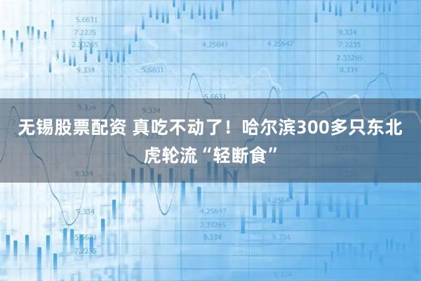 无锡股票配资 真吃不动了！哈尔滨300多只东北虎轮流“轻断食”